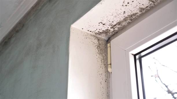 Best Black Mold Removal  in Fort Pierce South, FL