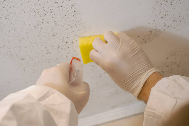 Fort Pierce South, FL Mold Removal Company