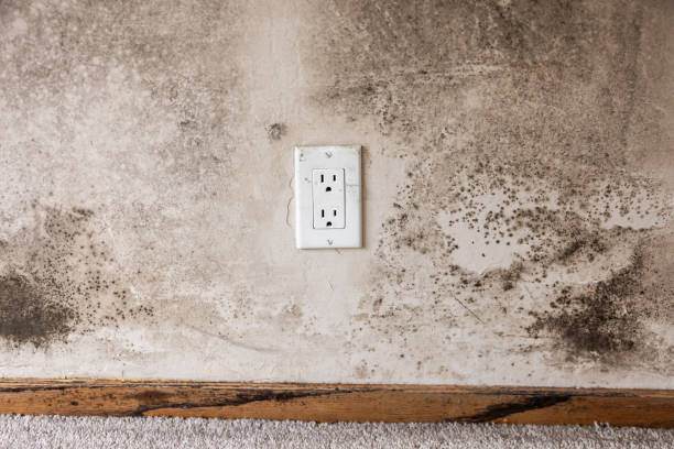Best Mold-Related Health Consultation  in Fort Pierce South, FL