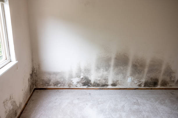 Best Attic Mold Removal  in Fort Pierce South, FL